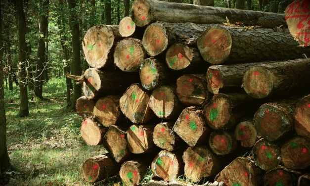 5/2018 – Výběrové řízení – prodej dřeva – MODŘÍNY 2018