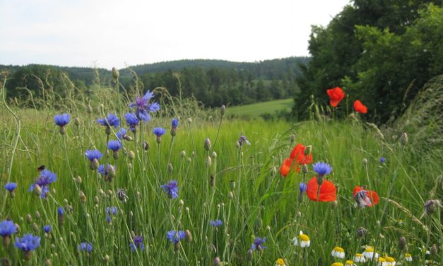 68/2019 – VEŘEJNÁ VYHLÁŠKA – OZNÁMENÍ O ZAHÁJENÍ SPRÁVNÍHO ŘÍZENÍ