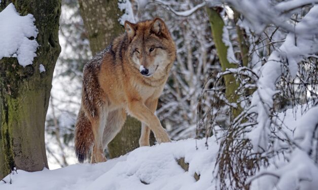 103/2020 – VEŘEJNÁ VYHLÁŠKA – OZNÁMENÍ O ZAHÁJENÍ SPRÁVNÍHO ŘÍZENÍ
