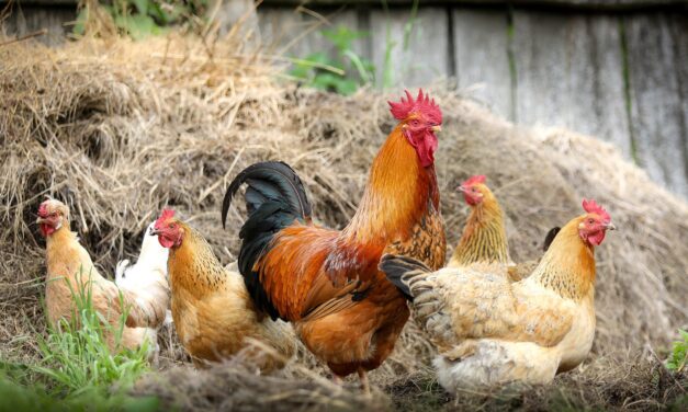 34/2021 – NAŘÍZENÍ STÁTNÍ VETERINÁRNÍ SPRÁVY NAŘÍZENÍ SVS – AVIÁRNÍ INFLUENZA – OHNISKO RÓWNE, POLSKO – ZRUŠENÍ