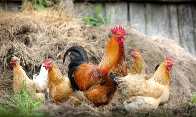 20/2023 – Nařízení Státní veterinární správy – zrušení opatření